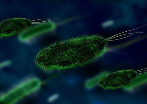gastritisaren kausa bakterio bat da - Helicobacter